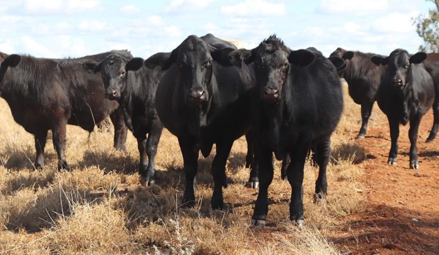 Angus/Santa crosses working well in Roma breeding/backgrounding operation