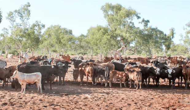 QLD’s Pickersgill family adds NT’s Neutral Junction to its portfolio
