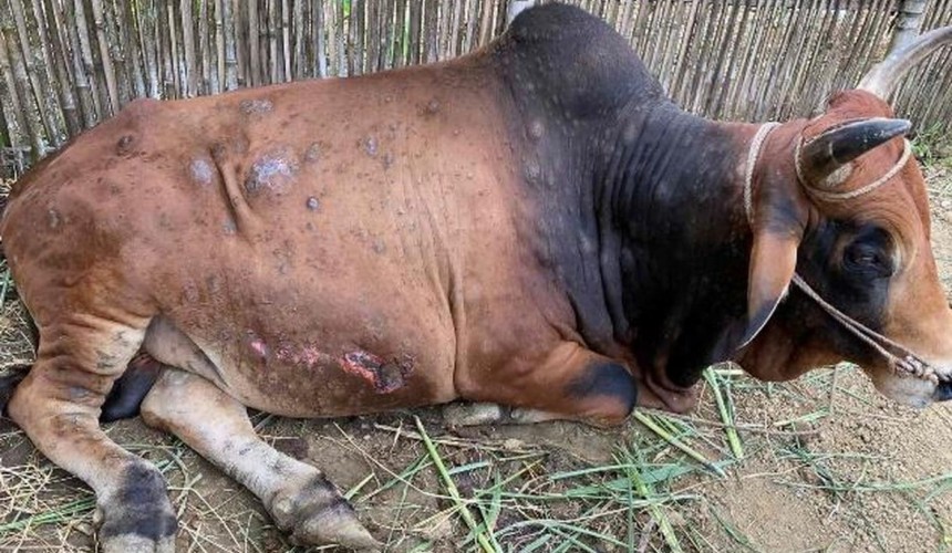 SE Asia Report: FMD continues to spread in Indo