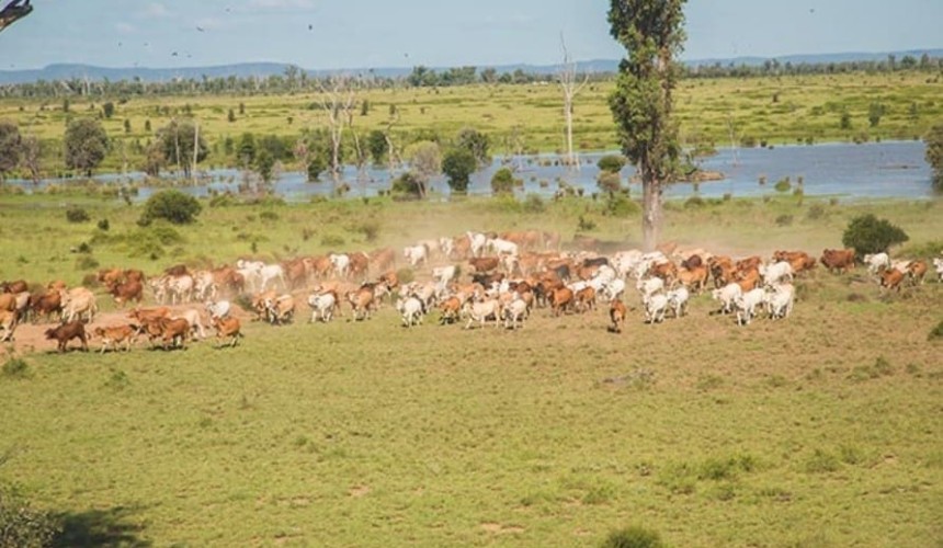 Eye in the sky informs pasture management