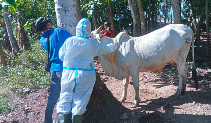 FMD vaccines: what you want to know