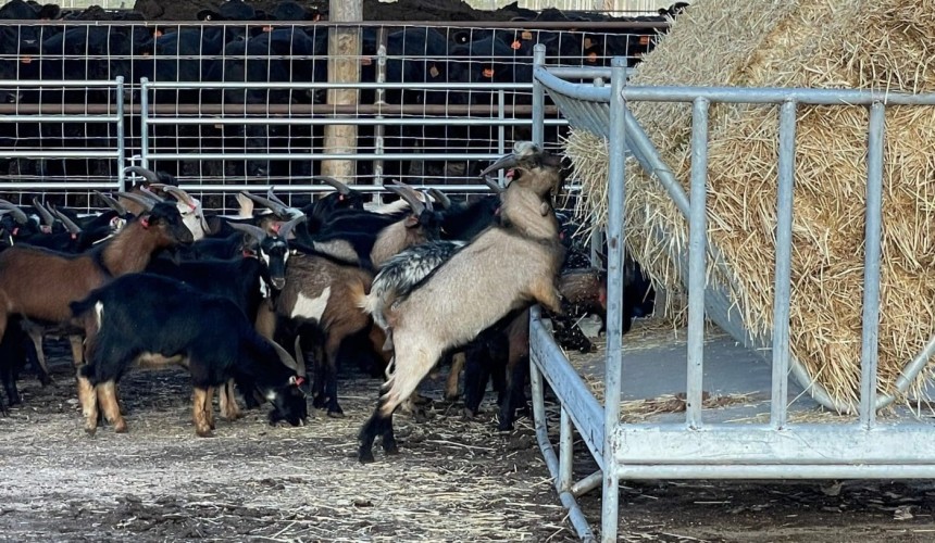 Goat throughput hits highest level in six years, more meat taken domestically