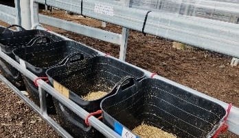 ‘Calfeteria’ trial underway at UNE to determine the tastiest methane reducing feed additive