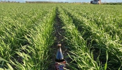 Feedgrain Focus: Trade thin in easing market