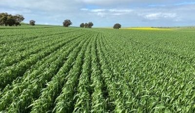 Feedgrain Focus: South firms as rain limits trade