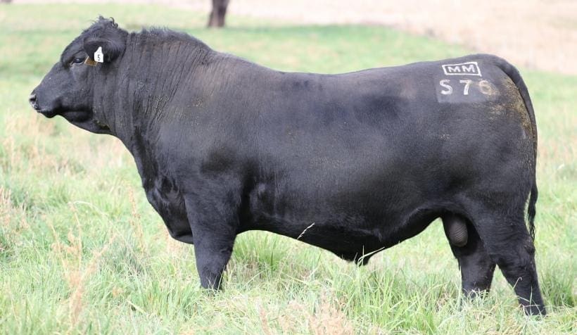 Seedstock records fall at Millah Murrah Angus sale