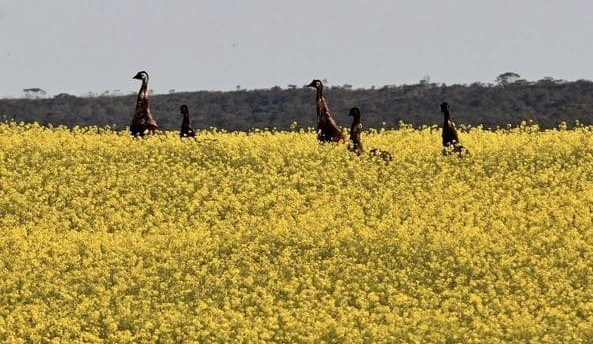 Wildflowers bloom after wet winter + pics