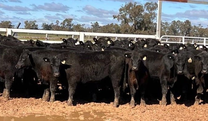Online listings lift 35pc, as most young steer and heifer prices trend higher