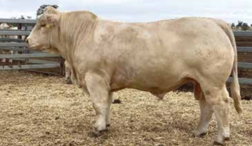 New $265,000 Charolais bull record more than doubles previous mark
