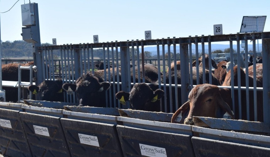 How much of a role should genetics play in reducing livestock methane?