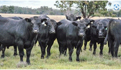 Weekly genetics review: Can herd improvement occur without selecting a top-performing sire?