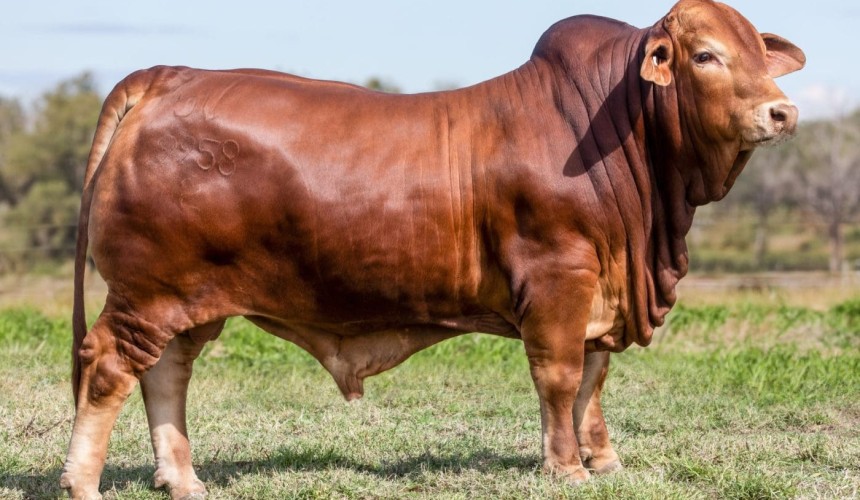 Droughtmaster and other breed record prices fall, despite tough studstock trading conditions