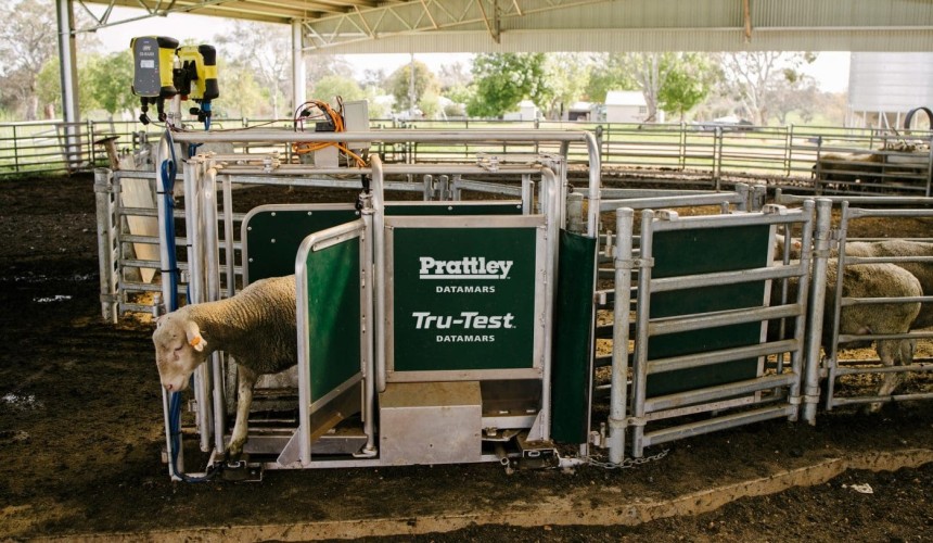 Datamars buys NZ stock handling equipment manufacturer Prattley