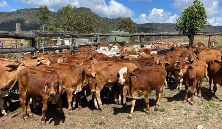 Heifers cheaper in 14,400 head online offering