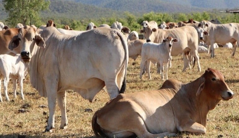 Weekly property review: What makes an outstanding auction result for a northern cattle station?