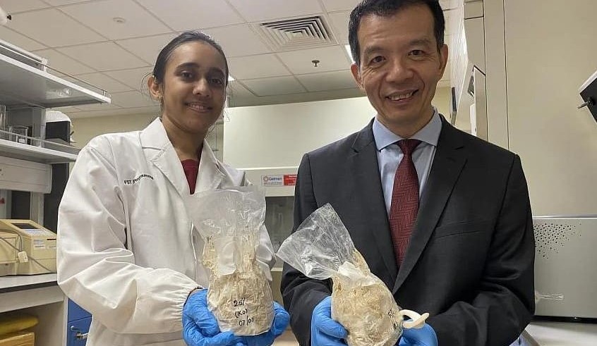 Fungi-based foods could displace plant-based meat alternatives