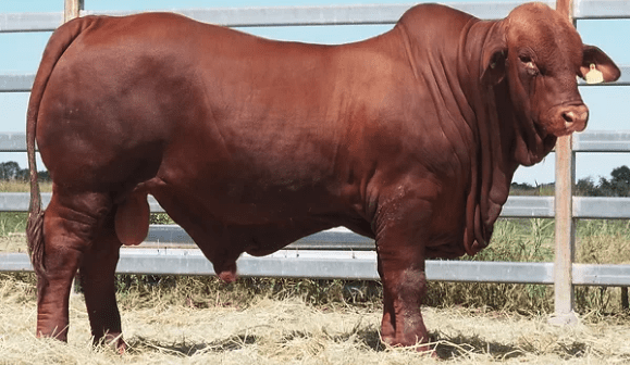 Breed records fall like ten-pins for Droughtmasters, Santas, Charolais, Ultrablacks