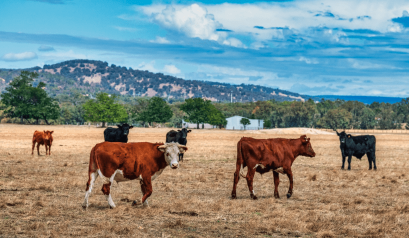 Taskforce completes review of Australia’s biosecurity systems