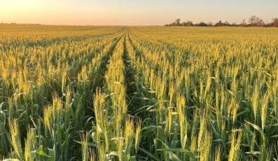 Feedgrain Focus: Prices moves mixed amid thin demand