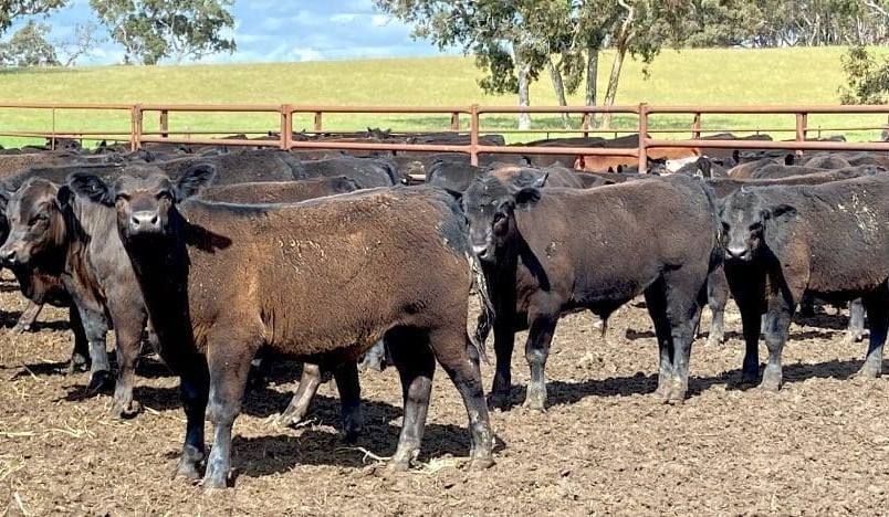 Lighter steer and heifer prices ease in online sales