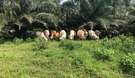 Indonesian live cattle trade at the crossroads