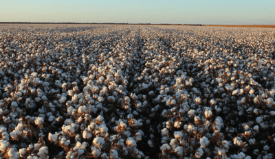 Hancock Ag outlays about $150m on Wee Waa aggregation