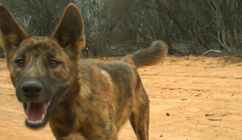 Are dingoes the answer to Australia’s feral cat and fox problem?