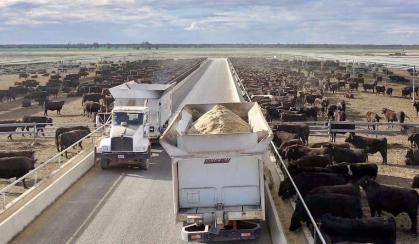 Wagyu big driver in new wave of Australian feedlot expansion
