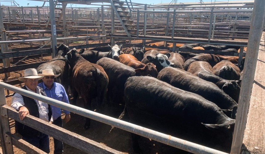 Roma sale 7 Mar 2023:  Yearling steers firm to dearer