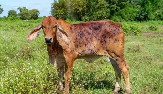 Webinar – Understanding Lumpy Skin Disease: global learnings for Australian preparedness
