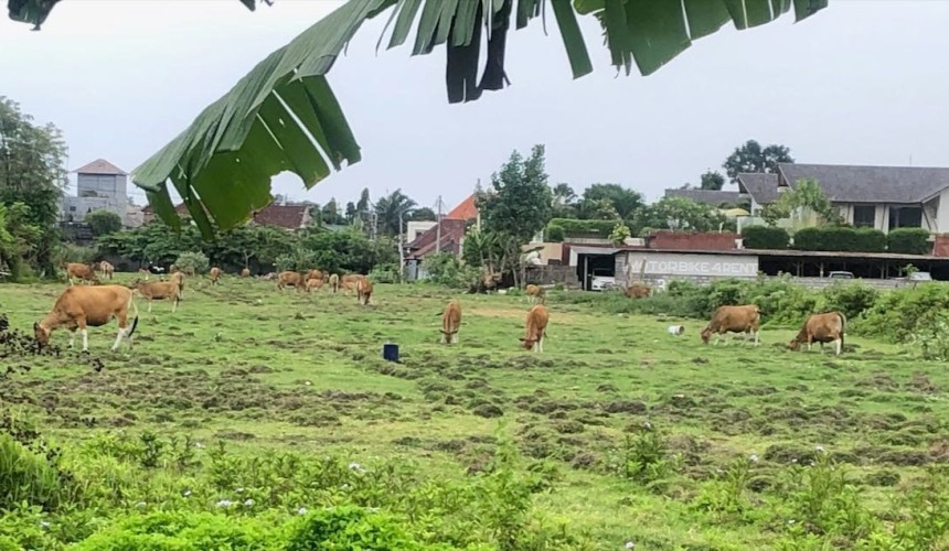Laporan Pasar : Industri Daging Sapi Asia Tenggara