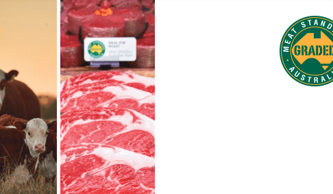 MSA grading rises to record 55pc of national slaughter cattle