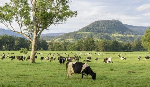 Clean Energy Finance Corporation commits $30m to grazing fund
