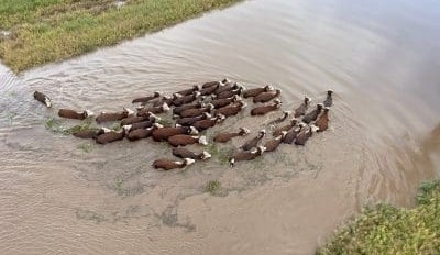 Crops, livestock suffer as impact of deluge spreads