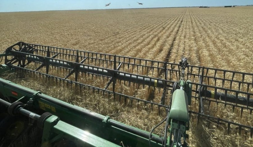 Feedgrain Focus: Big yields, lower proteins feature