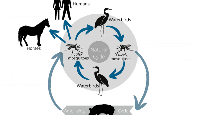 Japanese Encephalitis risk for ag workers in flooded areas