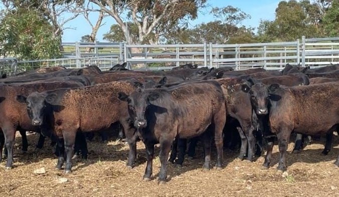 Steer values lift, despite continued surge in AuctionsPlus listings