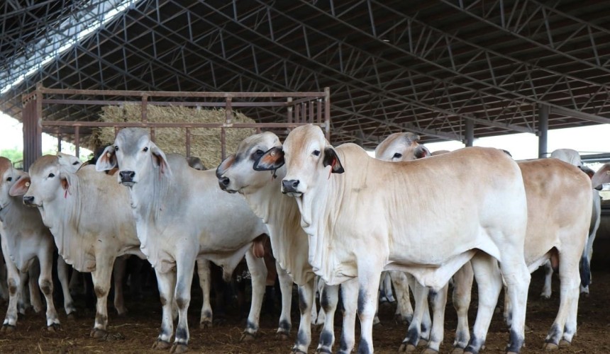 Indonesia increases 2025 cattle import quota