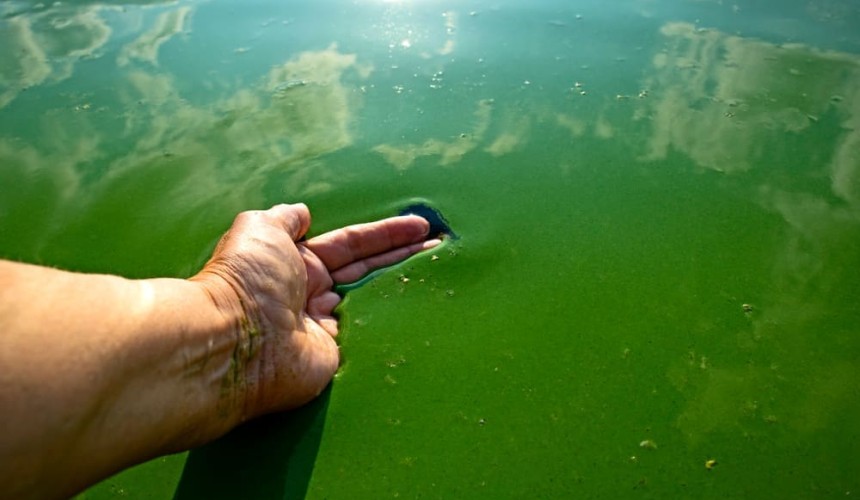 Blue-green algae in farm water supplies