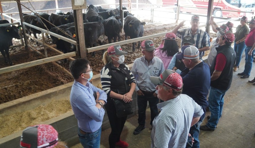Aussie Wagyu live export feeder cattle fill valuable niche in Japan
