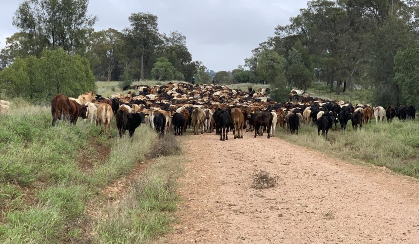 Packhorse Pastoral cattle holdings come to market, after tragic loss of principal