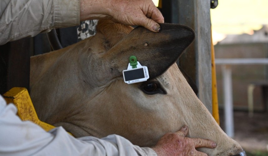 New world first for Ceres Tags – reusable satellite smart ear tags