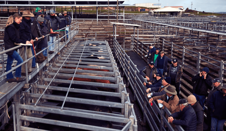Warrnambool yards to close, despite ground- swell of support from farmers and stock agents