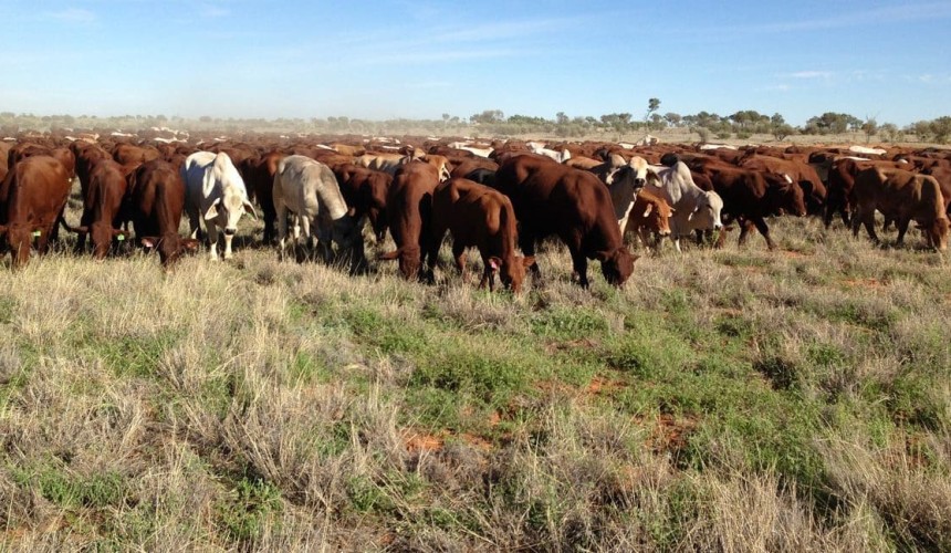 Weekly kill: Channel country no longer the slaughter market ‘curve bender’ it once was