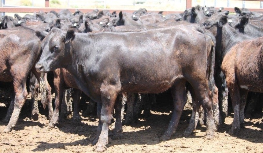Steer prices trend down in 18,628 head AuctionsPlus offering