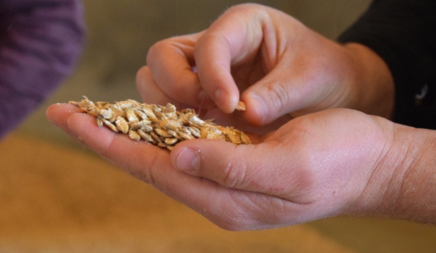 How much downgraded grain will end up in feedlots this year?