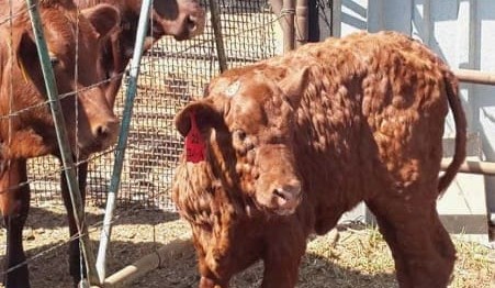 Malaysia joins Indonesia in suspending cattle from Australia