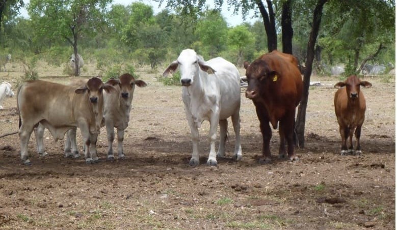 Weekly genetics review: Breeding cattle in Northern Australia – what have we learnt so far?