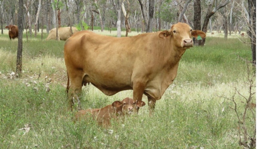 Latest NT crossbreeding trial reinforces potential performance gains