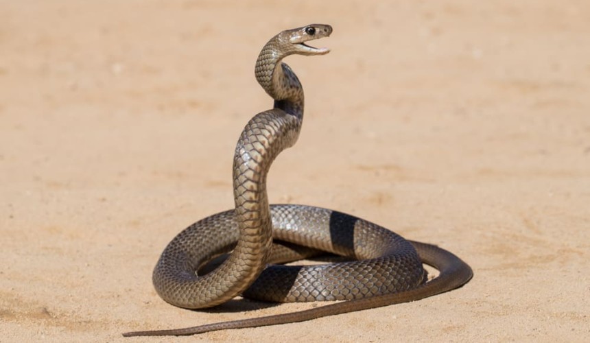 Warning about snakes on the plains